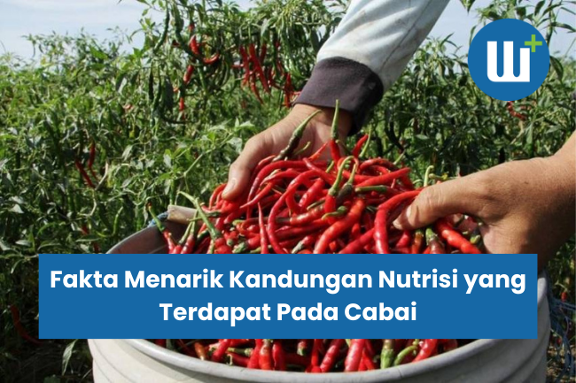 Fakta Menarik Kandungan Nutrisi yang Terdapat Pada Cabai